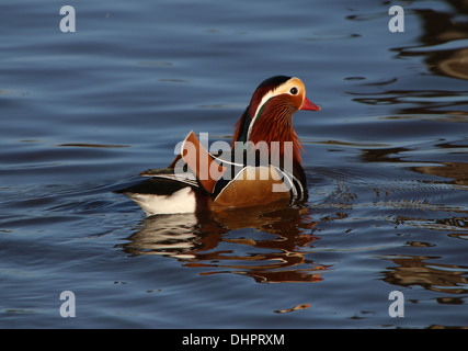 Nahaufnahme einer schwimmen männliche Mandarinente (Aix Galericulata) Stockfoto