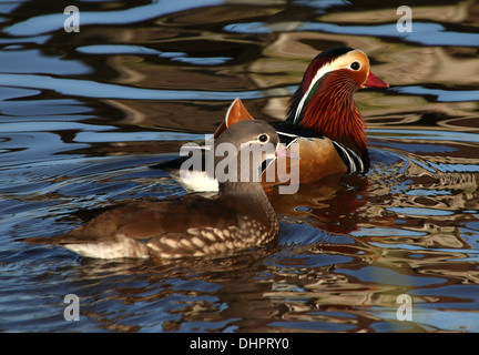 Nahaufnahme einer schwimmen männliche und weibliche Mandarinente (Aix Galericulata) Stockfoto