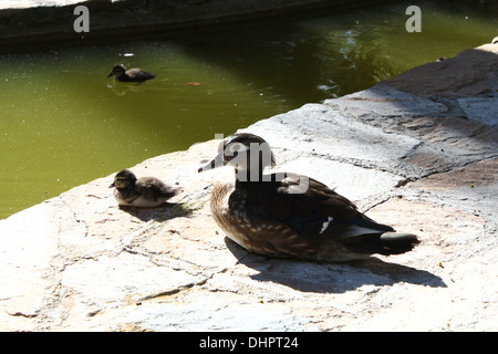 Weibliche Mandarinente (Aix Galericulata) mit zwei jungen Entenküken Stockfoto