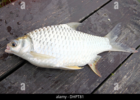 Die Widerhaken der Karpfenfische Fisch auf den Holzbrettern. Stockfoto