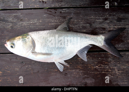 Die Fische Silber Karpfen auf den Holzbrettern. Stockfoto