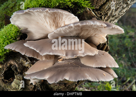 Austernpilz (Pleurotus Ostreatus), auf Erle Stockfoto