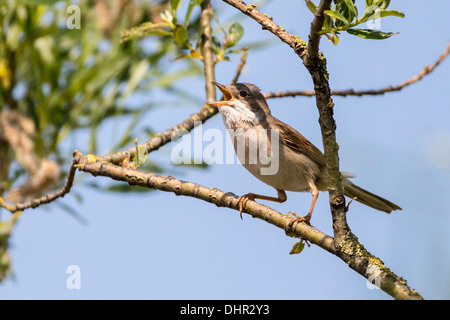 Niederlande, Terwolde, Common Whitethroat (Sylvia Communis) thront auf Zweig. Singen Stockfoto