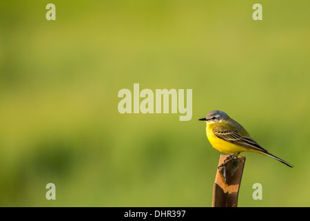 Niederlande, Terwolde, Western Schafstelze (Motacilla Flava) thront auf Zweig Stockfoto