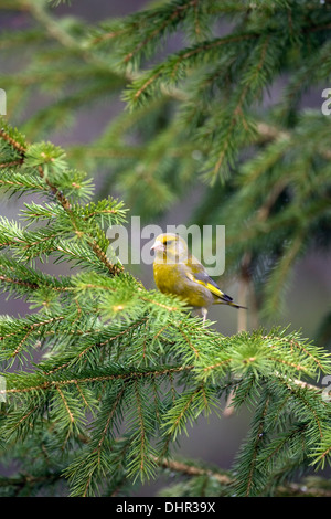 Niederlande, Terwolde, Grünfink (Chloris Chloris) thront auf Zweig im Garten Stockfoto