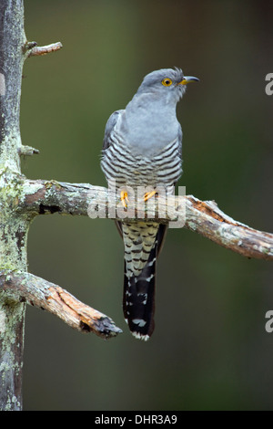 Niederlande, Terwolde, gemeinsame Kuckuck (Cuculus Canorus) thront auf Zweig im Garten Stockfoto