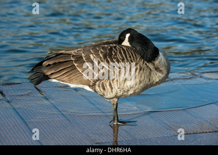 Kanada-Gans ruht auf einem Bein auf Holzrost mit seinem Schnabel versteckt unter ihre Fittiche Stockfoto