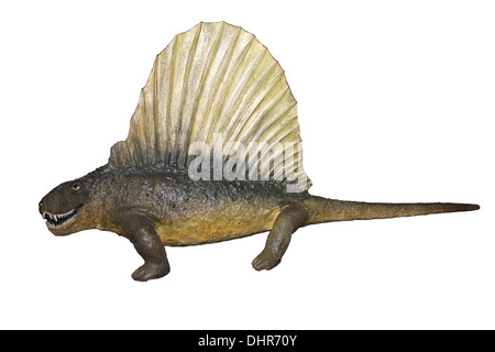 Dimetrodon Modell Stockfoto