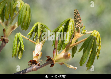 Rosskastanie (Aesculus Hippocastanum), neue Blätter und Blüten Stockfoto