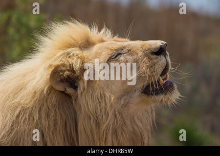 Männlicher weißer Löwe in der Sonne mit offenem Mund Stockfoto