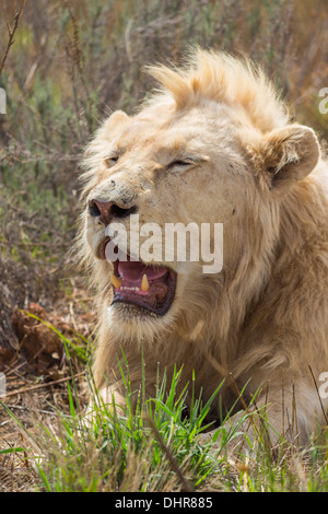 Männlicher weißer Löwe in der Sonne mit seinen Augen geschlossen Stockfoto