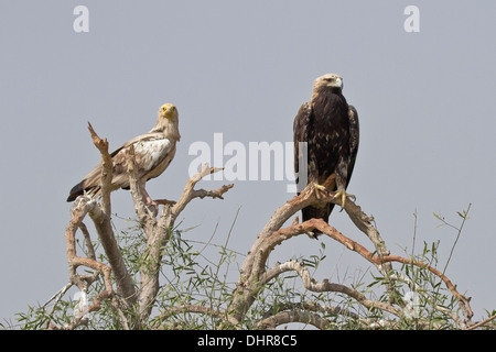Erwachsenen Kaiseradler (Aquila Heliaca) Stockfoto