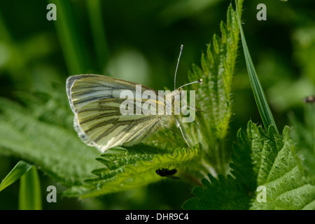 Grün-veined weiß Schmetterling (Pieris Napi) auf Nesselblatt Stockfoto