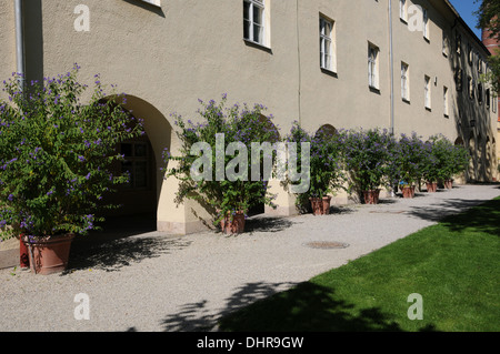 Blaue Kartoffel Büsche Stockfoto