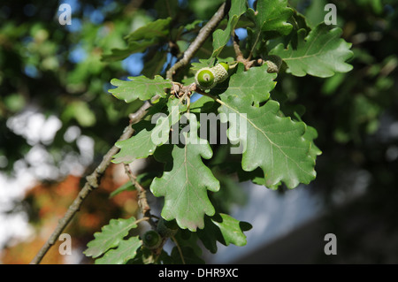 Flaum-Eiche Stockfoto