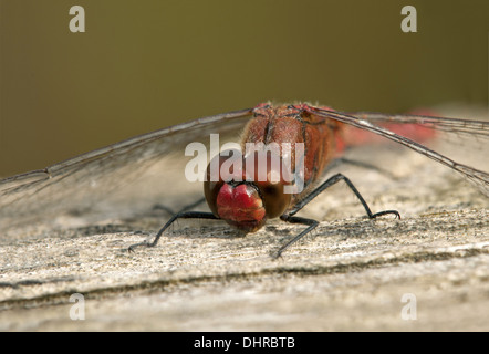 Männchen von Ruddy Darter (Sympetrum Sanguineum) Stockfoto