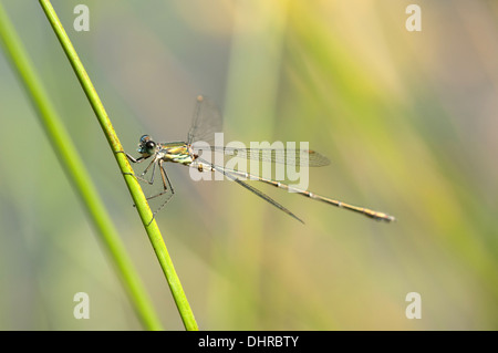 Willow Emerald Damselfly (Lestes Viridis) Stockfoto