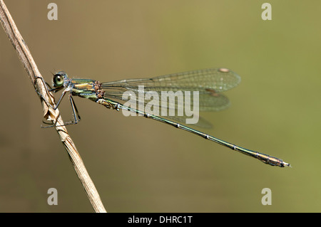 Willow Emerald Damselfly (Lestes Viridis) Stockfoto