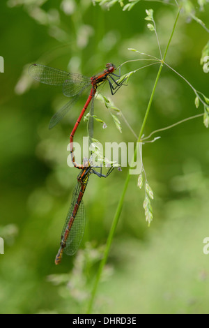 Große rote Damselfly (Pyrrhosoma Nymphula), Paarung paar Stockfoto