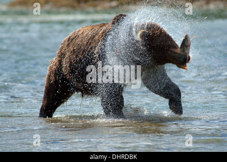 Brauner Bär mit Lachs in Mund Wasser aus Kopf, Reh, fliegen, Kinak Bay, Katmai NP schütteln. Alaska Stockfoto