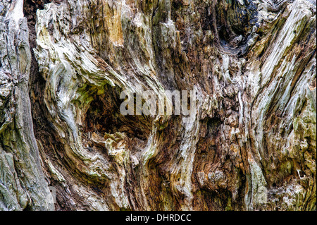 Holzkonstruktionen eines Toten Baumes Stockfoto