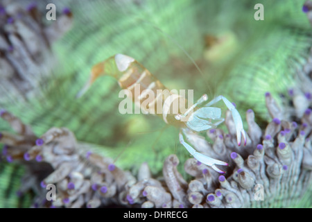 eine herrliche Anemone Kommensale Garnelen in eine sehr bunte Anomone. gesehen in der Lembeh-Strait, North Sulawesi Indonesien Stockfoto