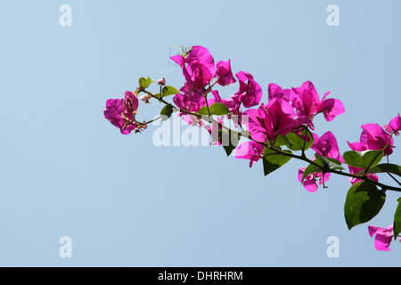 Blumenstrauß rosa Bougainvillea isoliert auf blauen Himmel Stockfoto