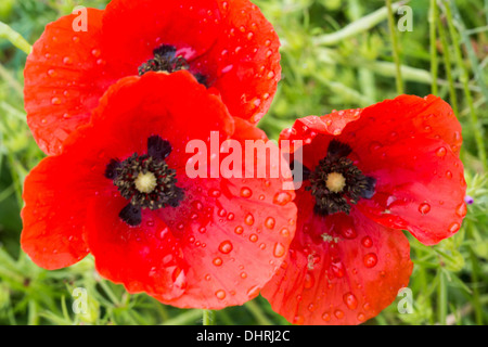 Gemeinsamen Mohn (Papaver Rhoeas) mit Regentropfen Stockfoto