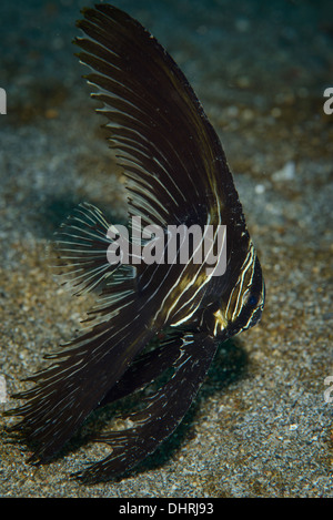 Ein Batavia Spadefish auch bekannt als die Zebra-Fledermausfische. Dies ist ein Jungtier. Lembeh strait Indonesien. Stockfoto