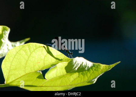 Libelle auf Blatt, Libelula de hoja Stockfoto