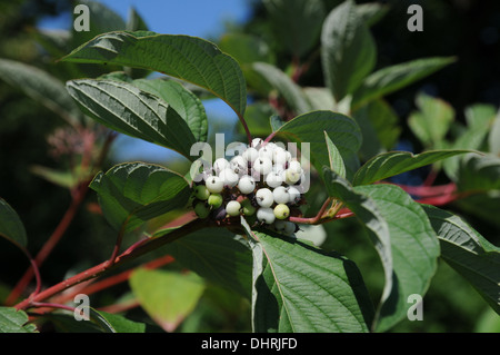 Sibirischer Hartriegel Stockfoto