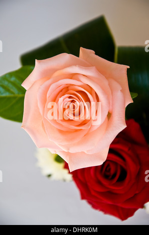 Nahaufnahme von Orange rose für Hintergrund Stockfoto