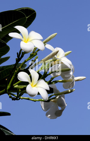 Weißen Frangipani Blüten vor blauem Himmel im Königreich Bahrain Stockfoto