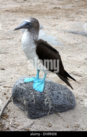 Blue Footed Booby (Sula nebouxii) auf den Galapagos Inseln Stockfoto