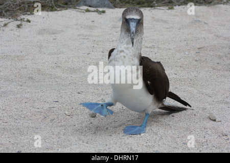 Blue Footed Booby (Sula nebouxii) Wandern auf Galapagos Inseln Stockfoto