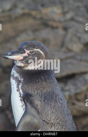 Galápagos-Pinguin (Spheniscus mendiculus) auf den Galapagos Inseln Stockfoto