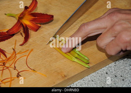 Taglilien, Fingerfood vorbereiten Stockfoto