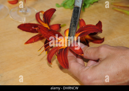 Taglilien, Fingerfood vorbereiten Stockfoto