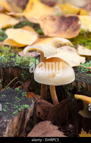 Im Herbst Pilze in Espoo, Finnland Stockfoto