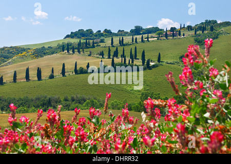 Eine kurvenreiche Straße geht zwischen den grünen Hügeln mit Blumen in der Front, Toskana, Provinz Siena, Italien, Europa. Stockfoto