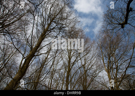 Himmelwärts Blick der Äste wie Finger gegen einen blauen Wolkenhimmel Stockfoto