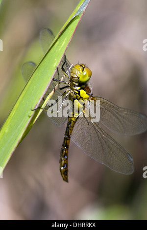 Schnauzbärtigen Darter, Sympetrum vulgatum Stockfoto