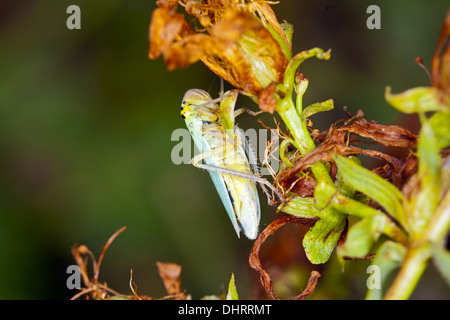 Cicadella Viridis, grüne Leafhopper Stockfoto