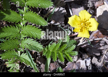 Potentilla heisses, gemeinsame Silverweed Stockfoto