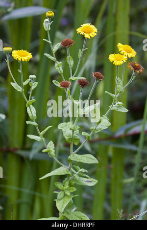 Pulicaria Dysenterica, Commen Berufkraut Stockfoto