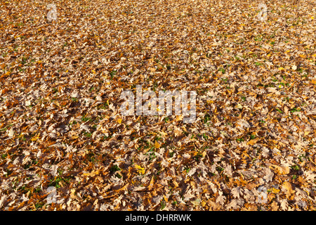 Herbstlaub auf Rasen Stockfoto