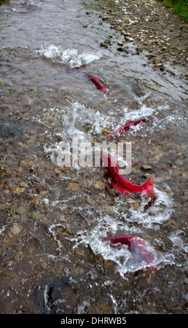 Das Laichen Rotlachs (Oncorhynchus Nerka). Stockfoto