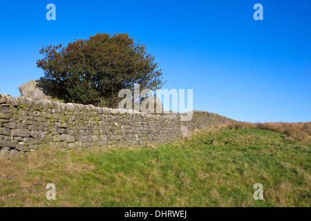 Englische Landschaft mit einer Beere beladen Stechpalme und Trockenmauern durch eine Wiese in den Yorkshire Dales im November Stockfoto