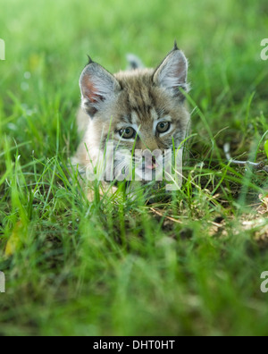 Baby-Bobcat-Jagd in Rasen Stockfoto