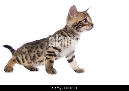 Süße braune Bengal Kätzchen isoliert auf weißem Hintergrund Stockfoto